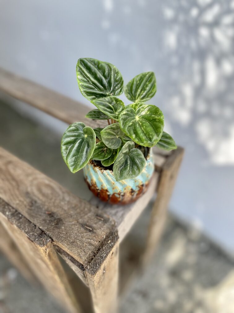 peperomia-caperata-amazonas_6x12-1_1690620565.jpg Zdjęcie rosliny doniczkowej Peperomia caperata Amazonas, ujęcie 1