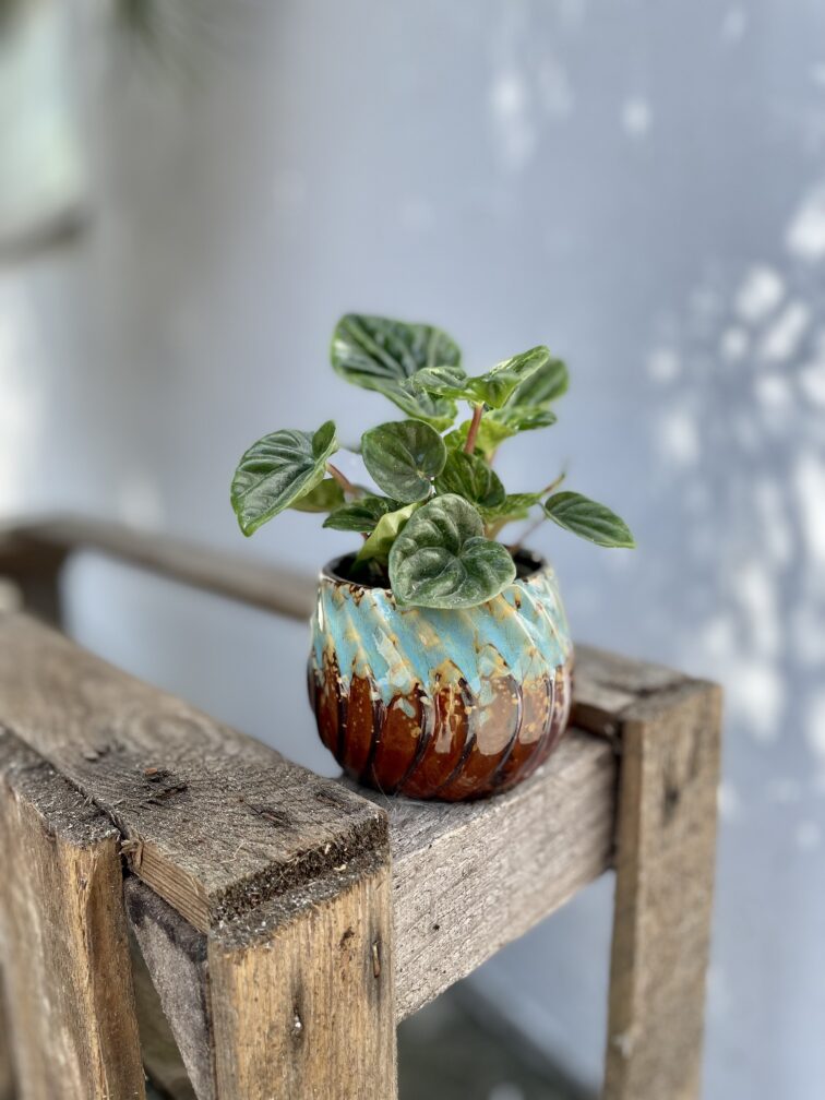Zdjęcie rosliny doniczkowej Peperomia caperata Amazonas, ujęcie 2