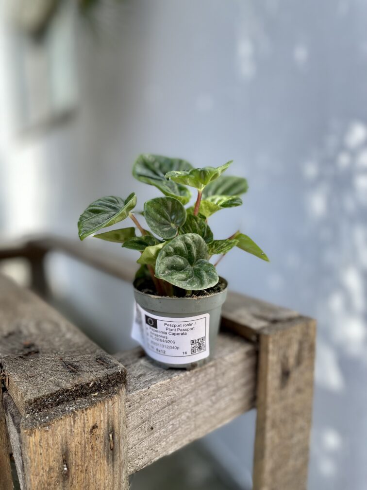 Zdjęcie rosliny doniczkowej Peperomia caperata Amazonas, ujęcie 3