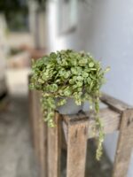 Zdjęcie rosliny doniczkowej Peperomia Prostrata, ujęcie 1