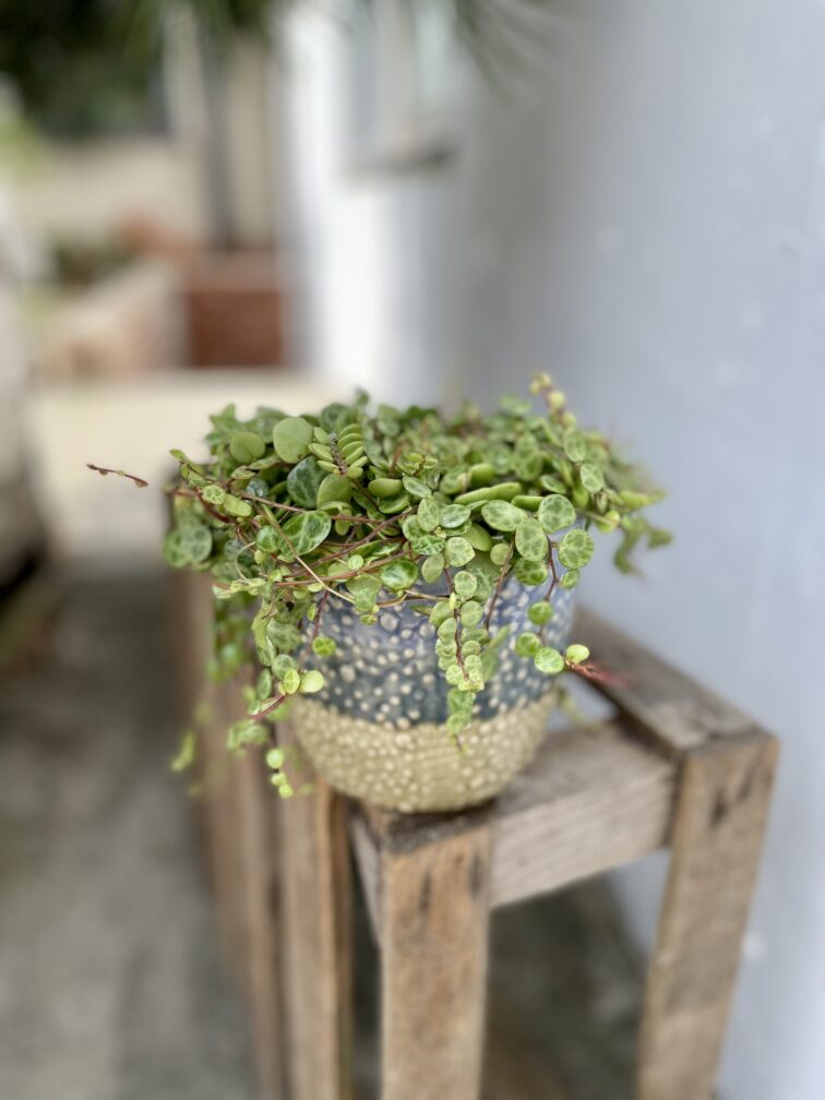 Zdjęcie rosliny doniczkowej Peperomia Prostrata, ujęcie 2
