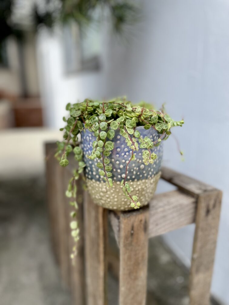 Zdjęcie rosliny doniczkowej Peperomia Prostrata, ujęcie 3