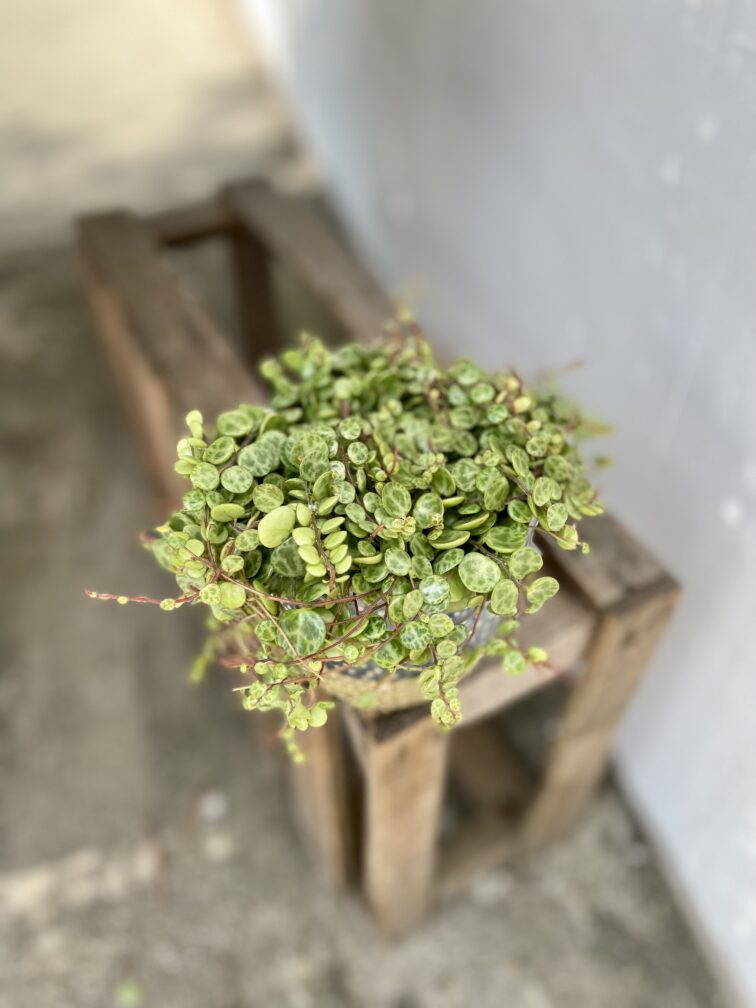 Zdjęcie rosliny doniczkowej Peperomia Prostrata, ujęcie 4