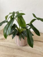 Zdjęcie rosliny doniczkowej Philodendron 69686 (Philodendron Bette Waterbury) Bette Waterbury, ujęcie 1