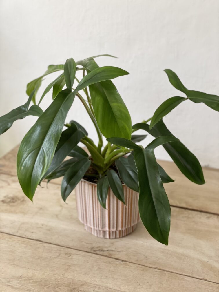 Zdjęcie rosliny doniczkowej Philodendron 69686 (Philodendron Bette Waterbury) Bette Waterbury, ujęcie 1