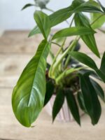 Zdjęcie rosliny doniczkowej Philodendron 69686 (Philodendron Bette Waterbury) Bette Waterbury, ujęcie 2