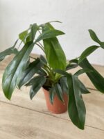 Zdjęcie rosliny doniczkowej Philodendron 69686 (Philodendron Bette Waterbury) Bette Waterbury, ujęcie 3