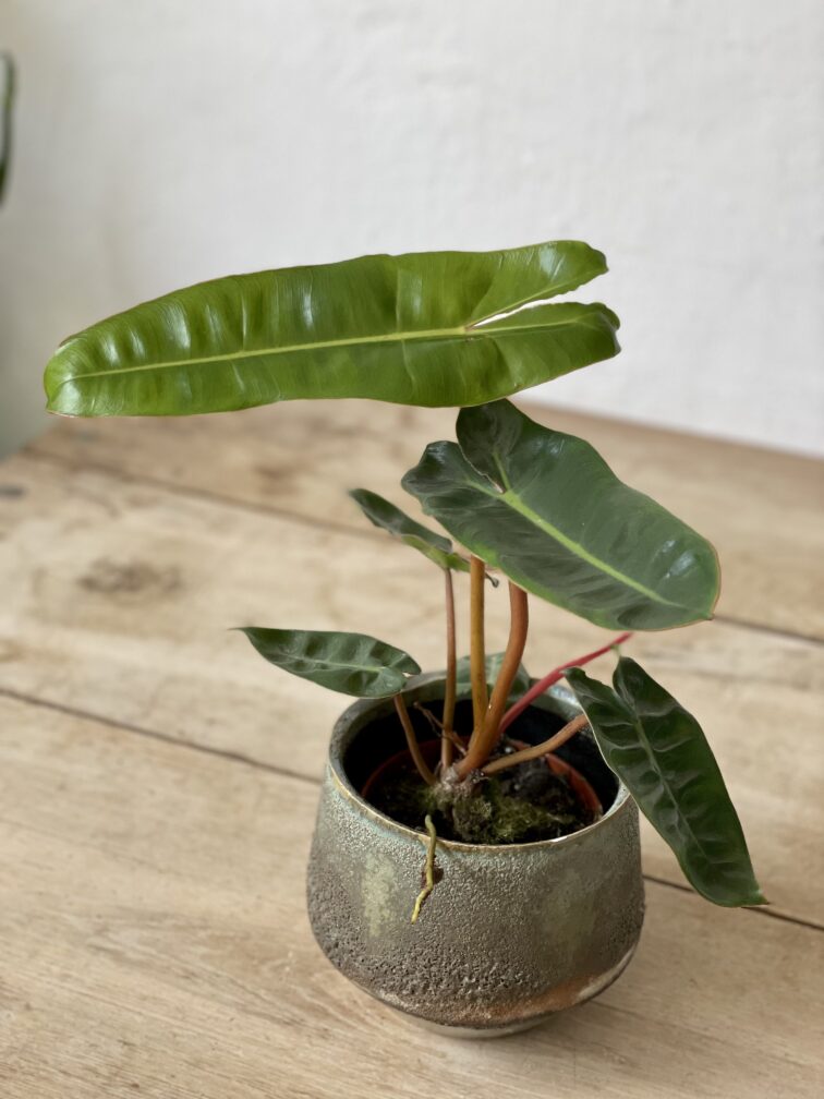 Zdjęcie rosliny doniczkowej Philodendron Billietiae, ujęcie 1