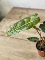 Zdjęcie rosliny doniczkowej Philodendron Billietiae, ujęcie 2