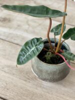 Zdjęcie rosliny doniczkowej Philodendron Billietiae, ujęcie 3