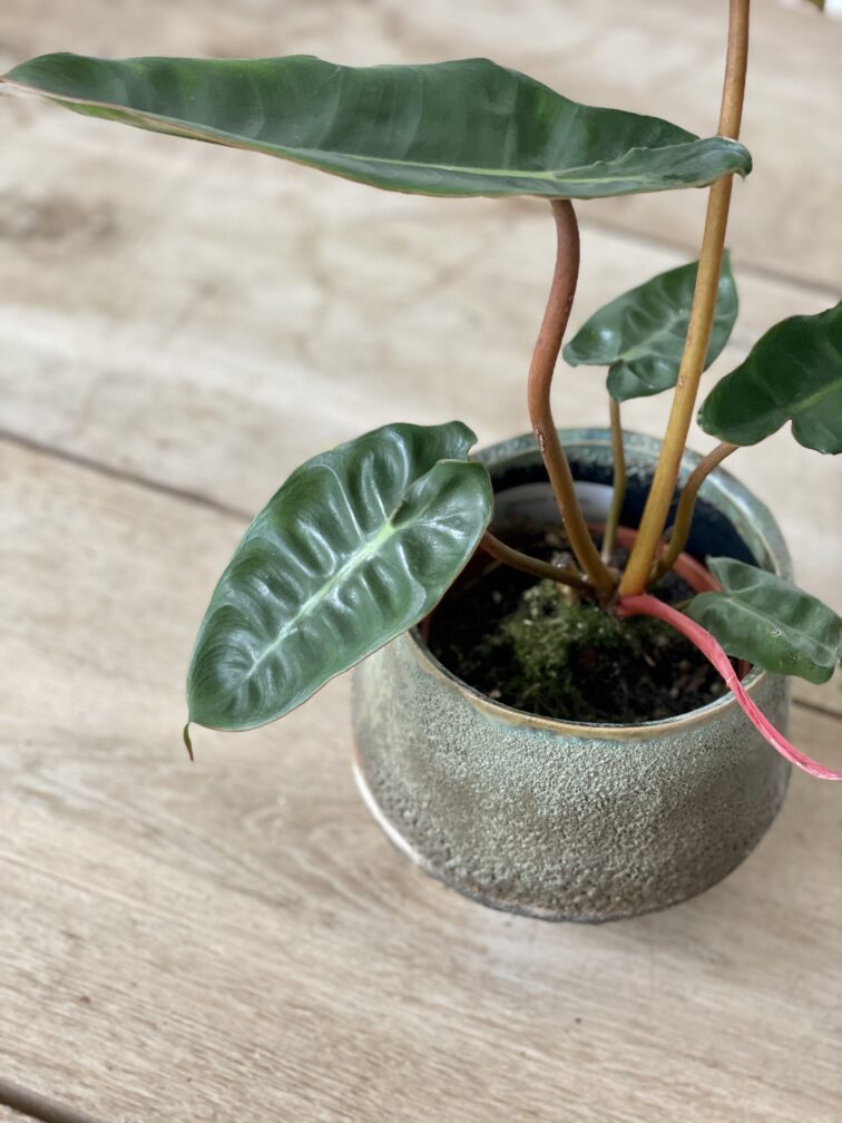 Zdjęcie rosliny doniczkowej Philodendron Billietiae, ujęcie 3