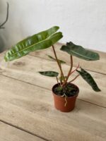 Zdjęcie rosliny doniczkowej Philodendron Billietiae, ujęcie 4