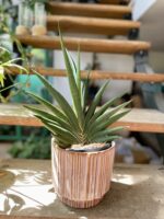 Zdjęcie rosliny doniczkowej Sansevieria cylindrica Tiara Platinum, ujęcie 1