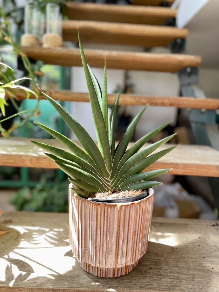 sansevieria-cylindrica-tiara-platinum_15x50-1_1690622321.jpg Zdjęcie rosliny doniczkowej Sansevieria cylindrica Tiara Platinum, ujęcie 1