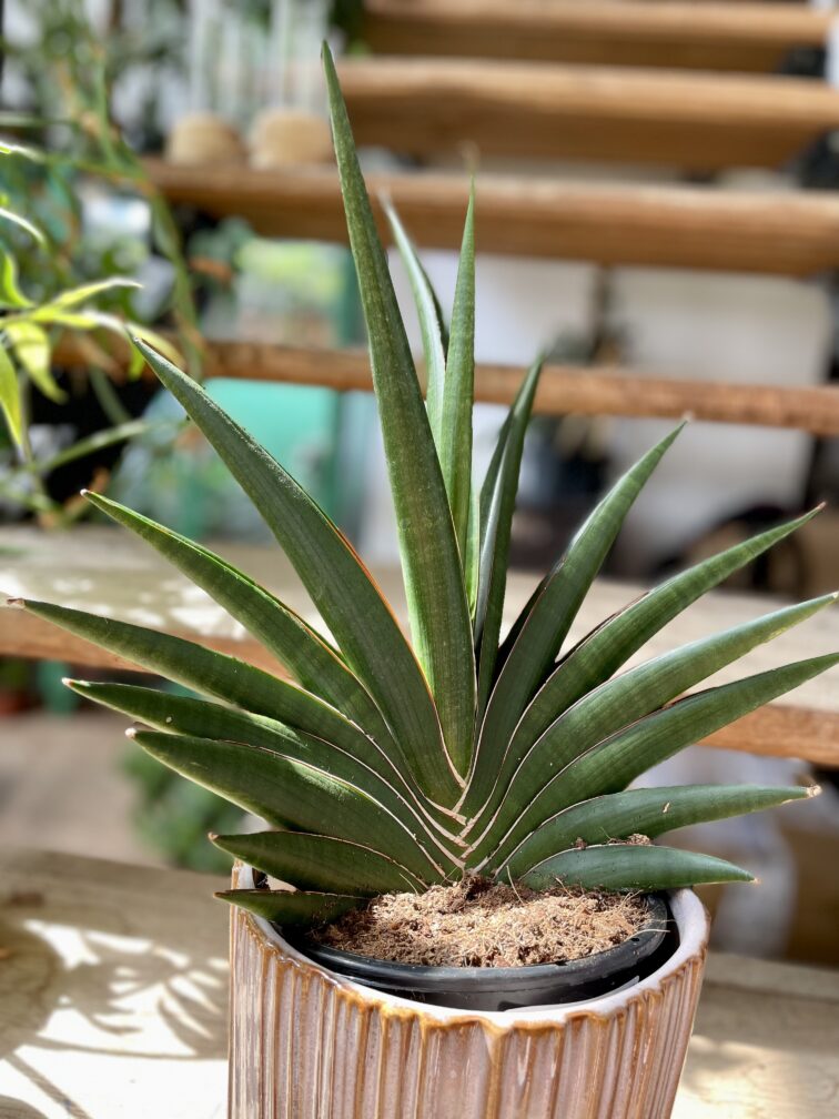 Zdjęcie rosliny doniczkowej Sansevieria cylindrica Tiara Platinum, ujęcie 2