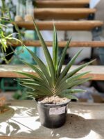 Zdjęcie rosliny doniczkowej Sansevieria cylindrica Tiara Platinum, ujęcie 3