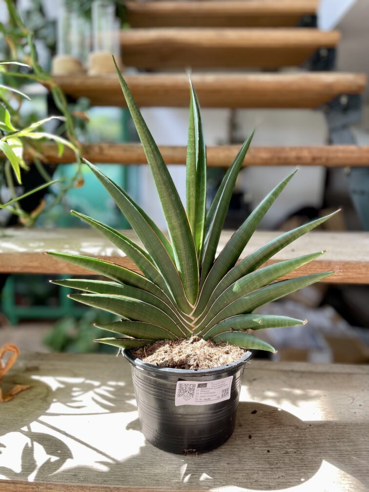 Zdjęcie rosliny doniczkowej Sansevieria cylindrica Tiara Platinum, ujęcie 3