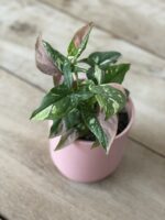 Zdjęcie rosliny doniczkowej Syngonium Pink Splash, ujęcie 1