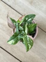 Zdjęcie rosliny doniczkowej Syngonium Pink Splash, ujęcie 2
