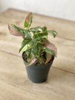 Zdjęcie rosliny doniczkowej Syngonium Pink Splash, ujęcie 3