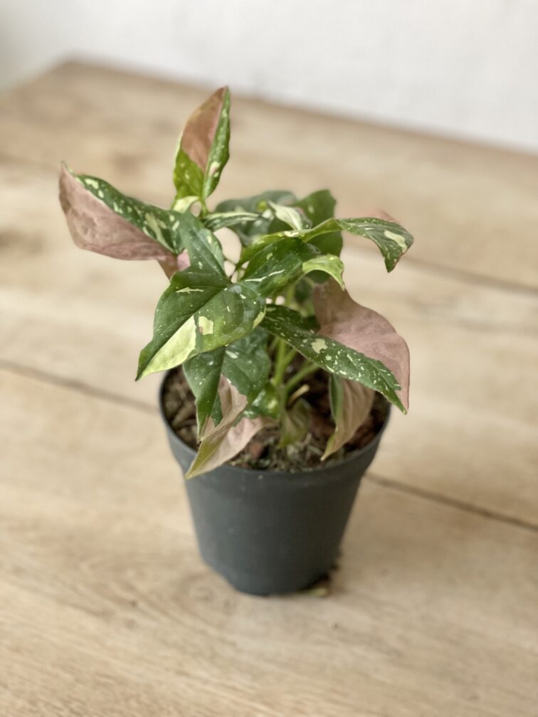 Zdjęcie rosliny doniczkowej Syngonium Pink Splash, ujęcie 3
