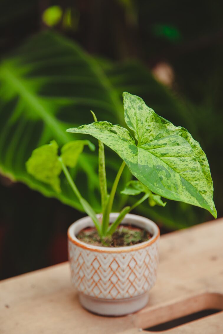 Zdjęcie rosliny doniczkowej Syngonium podophyllum "Mottled", ujęcie 1