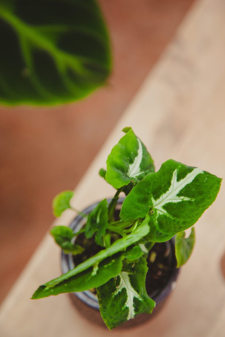Zdjęcie rosliny doniczkowej Syngonium Wendlandii, ujęcie 1