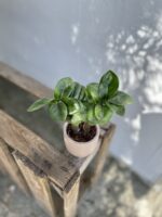 Zdjęcie rosliny doniczkowej Zamioculcas zamiifolia Zenzi, ujęcie 1