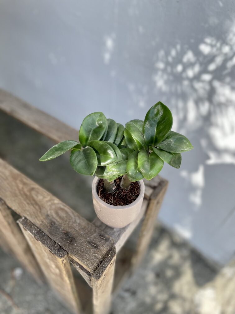 Zdjęcie rosliny doniczkowej Zamioculcas zamiifolia Zenzi, ujęcie 1