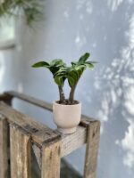 Zdjęcie rosliny doniczkowej Zamioculcas zamiifolia Zenzi, ujęcie 2