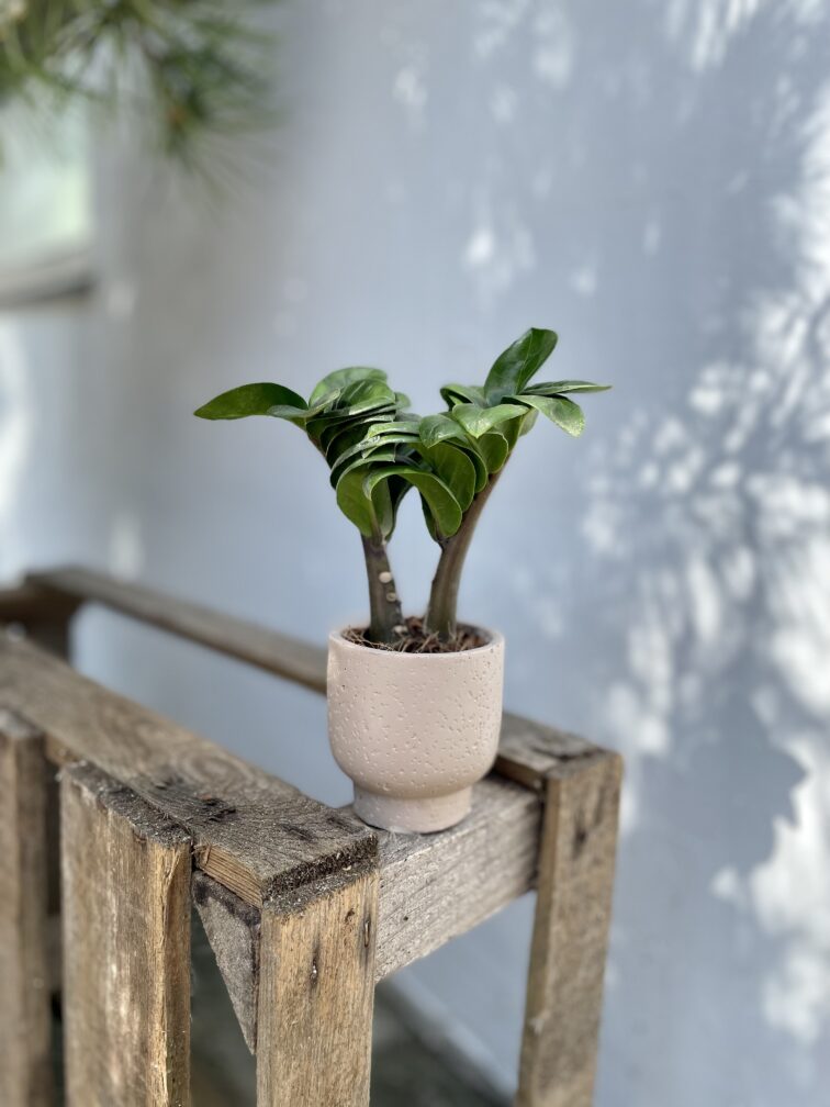 Zdjęcie rosliny doniczkowej Zamioculcas zamiifolia Zenzi, ujęcie 2
