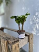 Zdjęcie rosliny doniczkowej Zamioculcas zamiifolia Zenzi, ujęcie 3