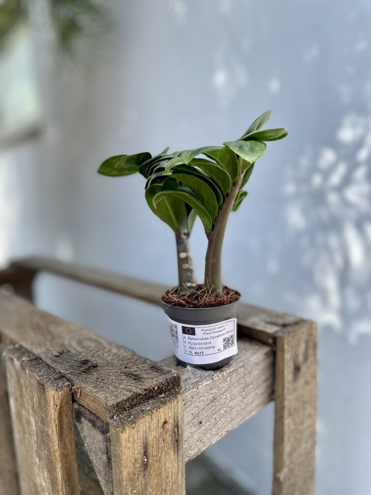 Zdjęcie rosliny doniczkowej Zamioculcas zamiifolia Zenzi, ujęcie 3