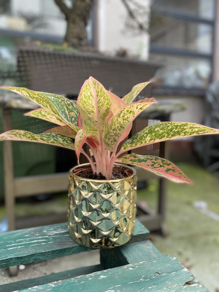 aglaonema-prestige_12x30-1_1692355624.jpg Zdjęcie rosliny doniczkowej Aglaonema Prestige, ujęcie 1
