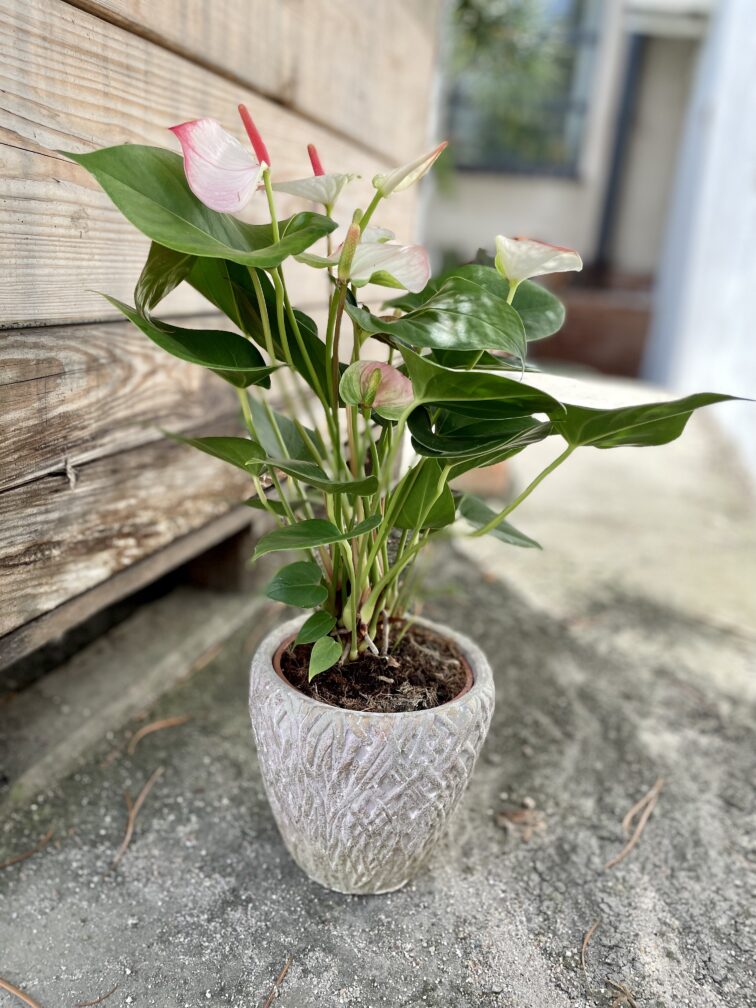 anthurium-fantasy-love_14x43-1_1692964056.jpg Zdjęcie rosliny doniczkowej Anthurium Fantasy Love, ujęcie 1