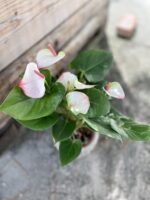 Zdjęcie rosliny doniczkowej Anthurium Fantasy Love, ujęcie 2