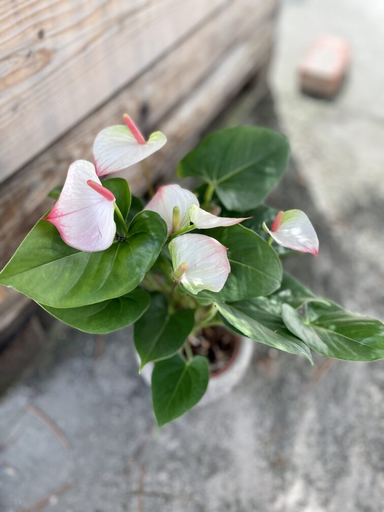 Zdjęcie rosliny doniczkowej Anthurium Fantasy Love, ujęcie 2