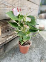 Zdjęcie rosliny doniczkowej Anthurium Fantasy Love, ujęcie 3