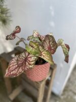 Zdjęcie rosliny doniczkowej Caladium Splash of Wine, ujęcie 1