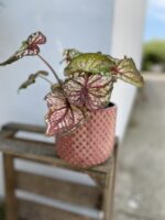 Zdjęcie rosliny doniczkowej Caladium Splash of Wine, ujęcie 2