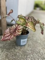 Zdjęcie rosliny doniczkowej Caladium Splash of Wine, ujęcie 3