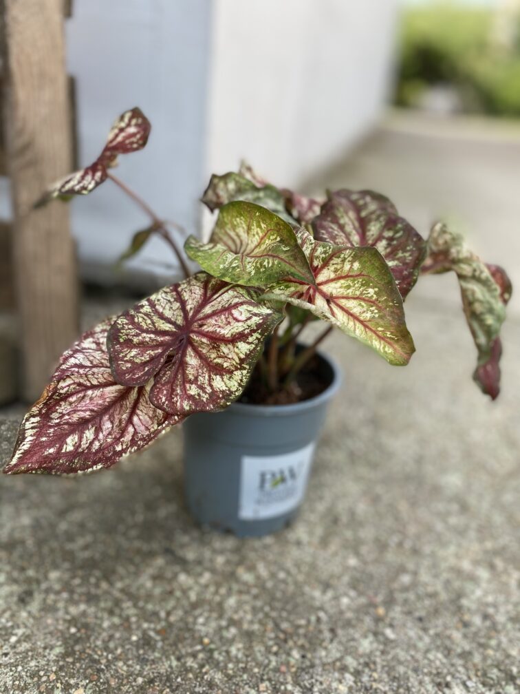 Zdjęcie rosliny doniczkowej Caladium Splash of Wine, ujęcie 3