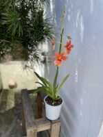 Zdjęcie rosliny doniczkowej Cambria Nelly Isler Orange, ujęcie 4