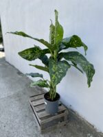 Zdjęcie rosliny doniczkowej Dieffenbachia Cheetah, ujęcie 1