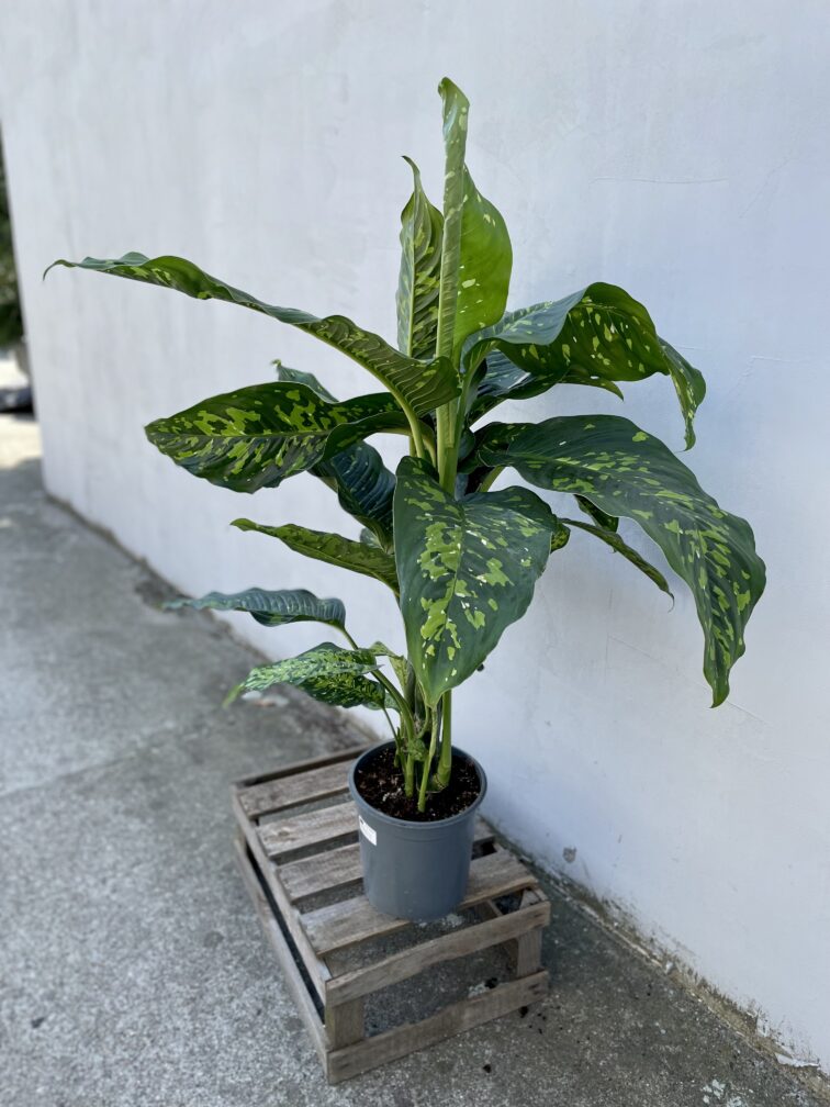 Zdjęcie rosliny doniczkowej Dieffenbachia Cheetah, ujęcie 1