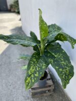 Zdjęcie rosliny doniczkowej Dieffenbachia Cheetah, ujęcie 2