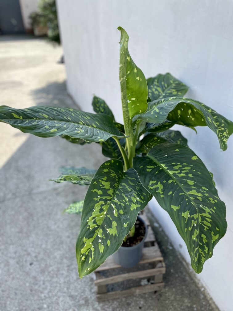 Zdjęcie rosliny doniczkowej Dieffenbachia Cheetah, ujęcie 2