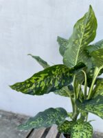 Zdjęcie rosliny doniczkowej Dieffenbachia Cheetah, ujęcie 3