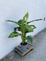 Zdjęcie rosliny doniczkowej Dieffenbachia Cheetah, ujęcie 4