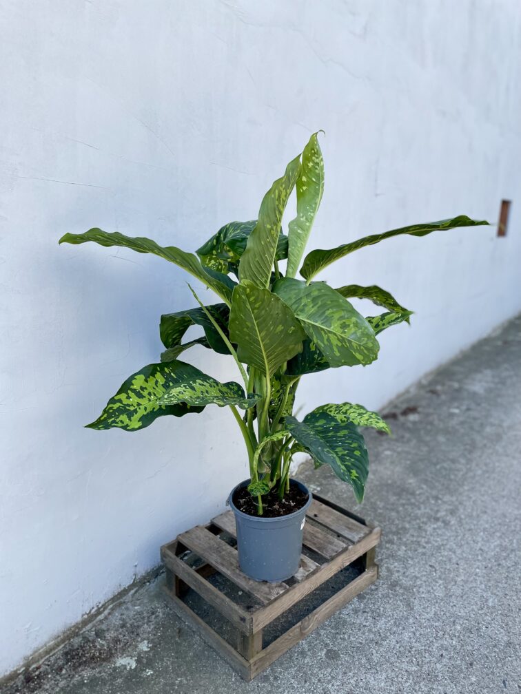 Zdjęcie rosliny doniczkowej Dieffenbachia Cheetah, ujęcie 4